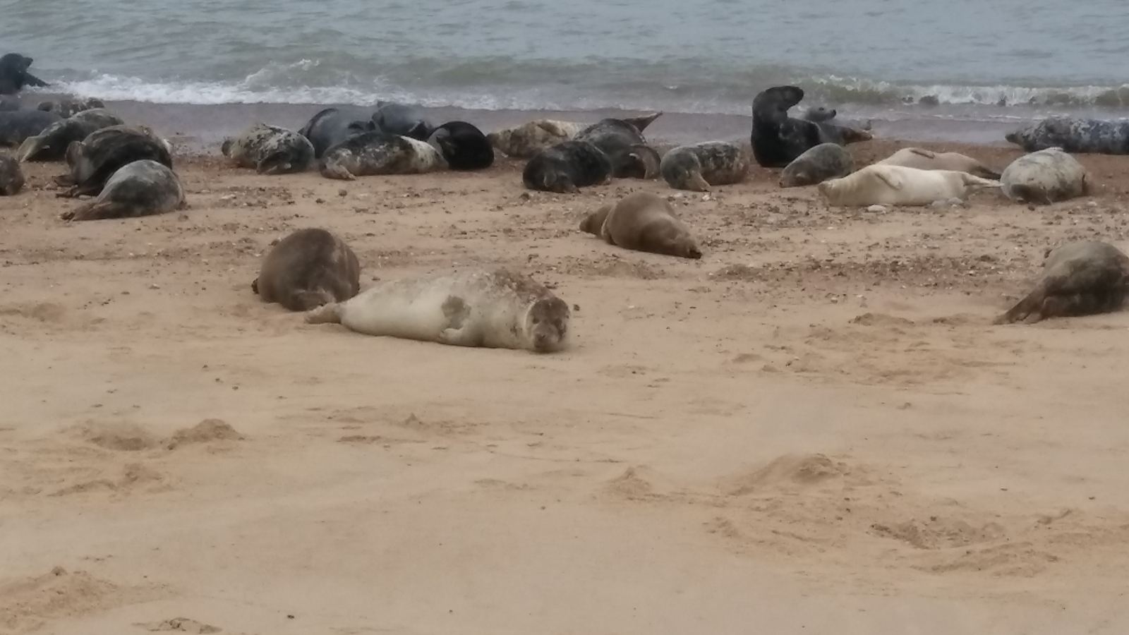 Wildlife