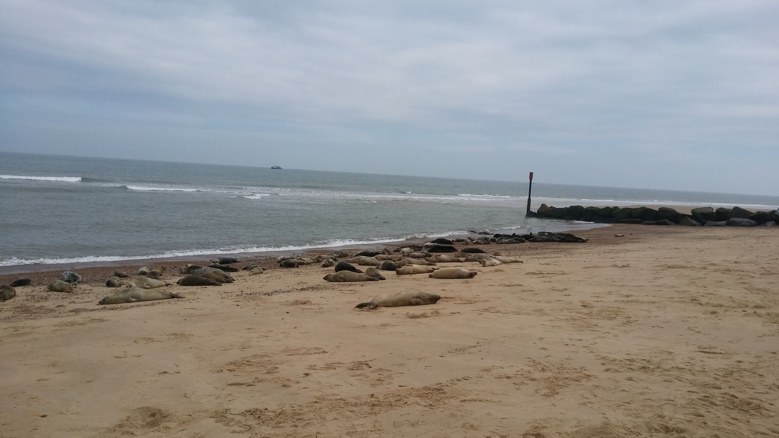 Seals