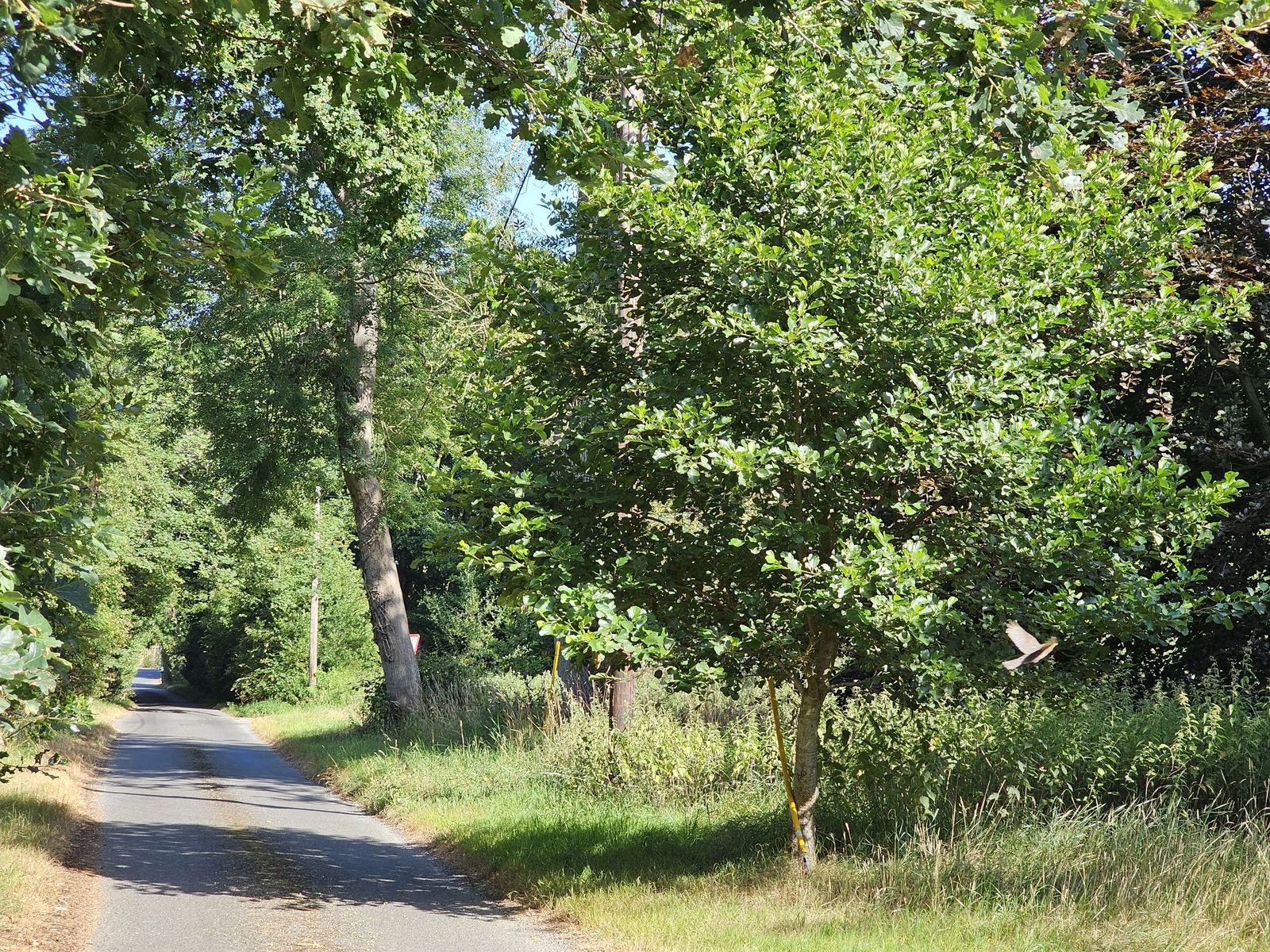 A lane on the Weavers' Way near Coltishall