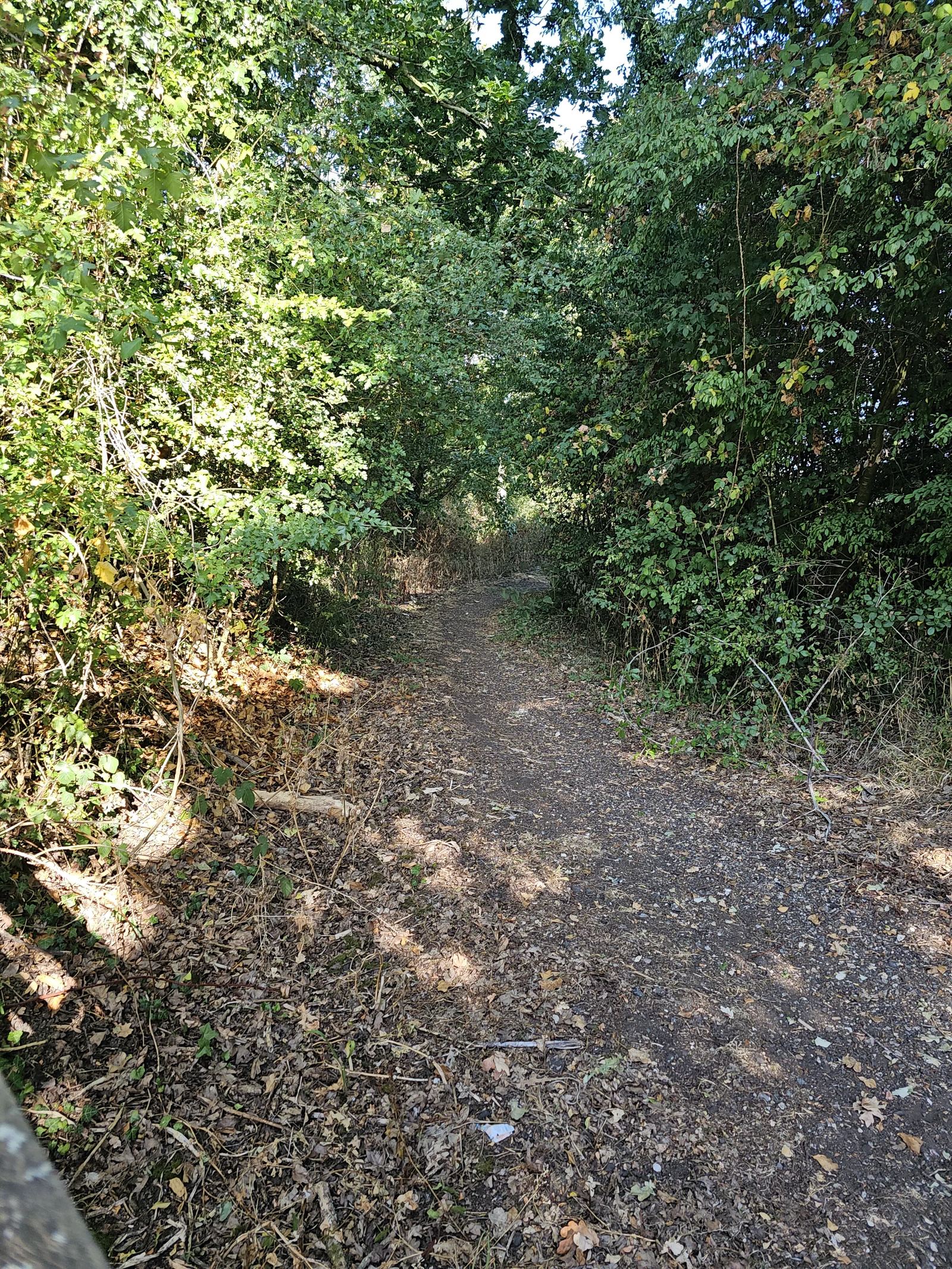 The Bure Valley Path near Wroxham and Hoveton