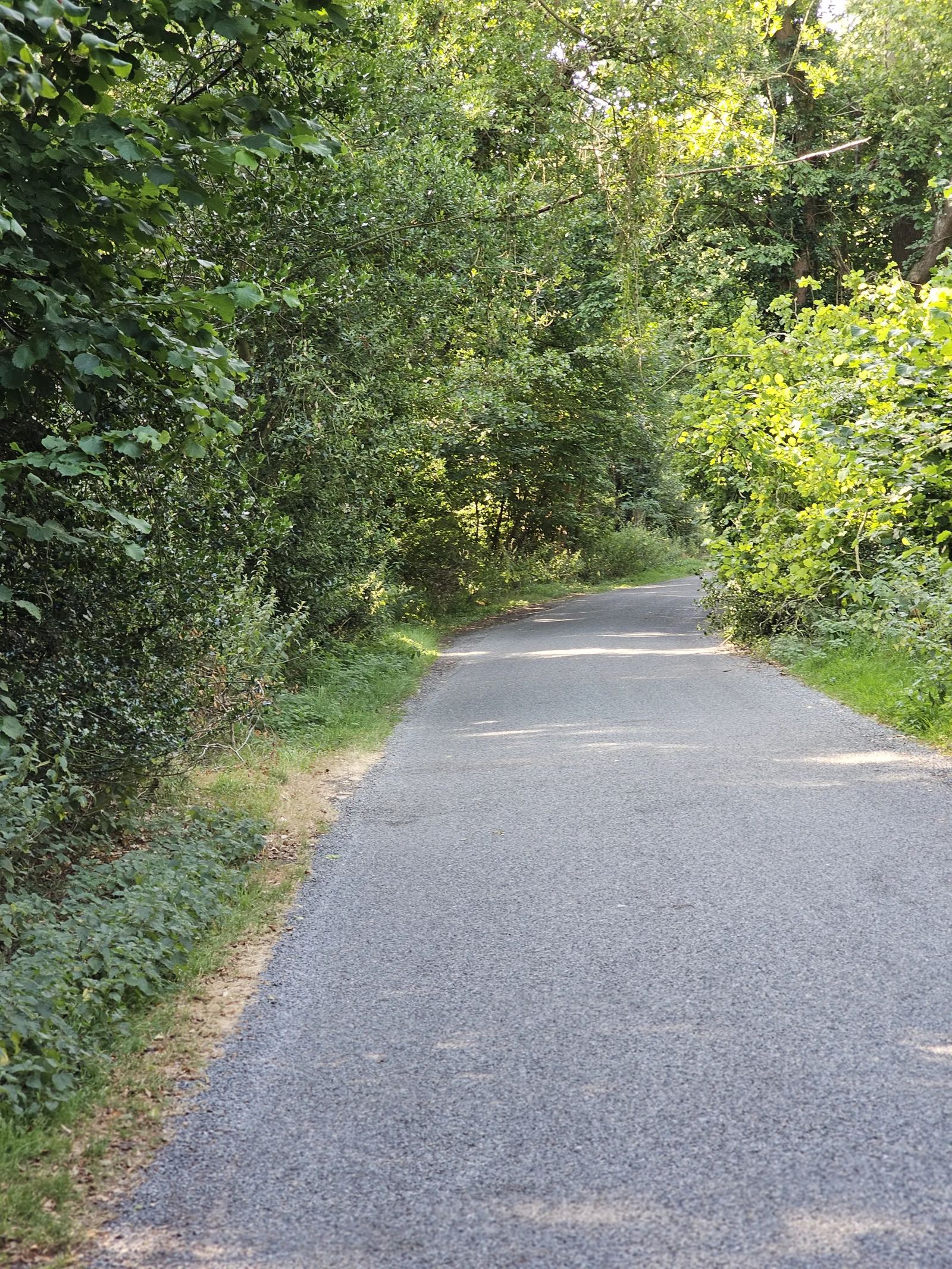 Norfolk countryside path