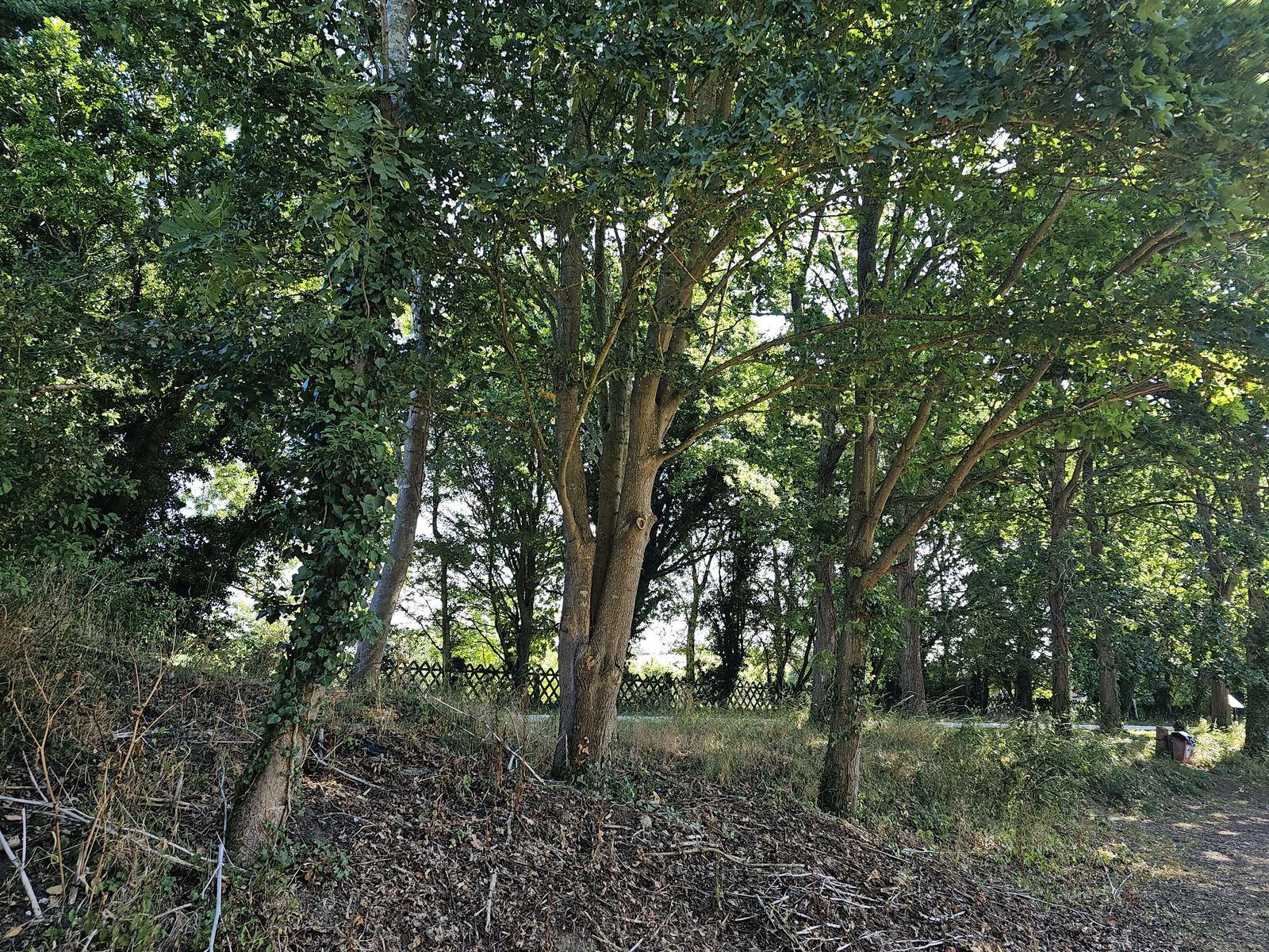 Woodland path near Holt Country Park